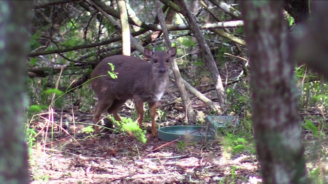 Blue duiker hunting at it&#039;s best!